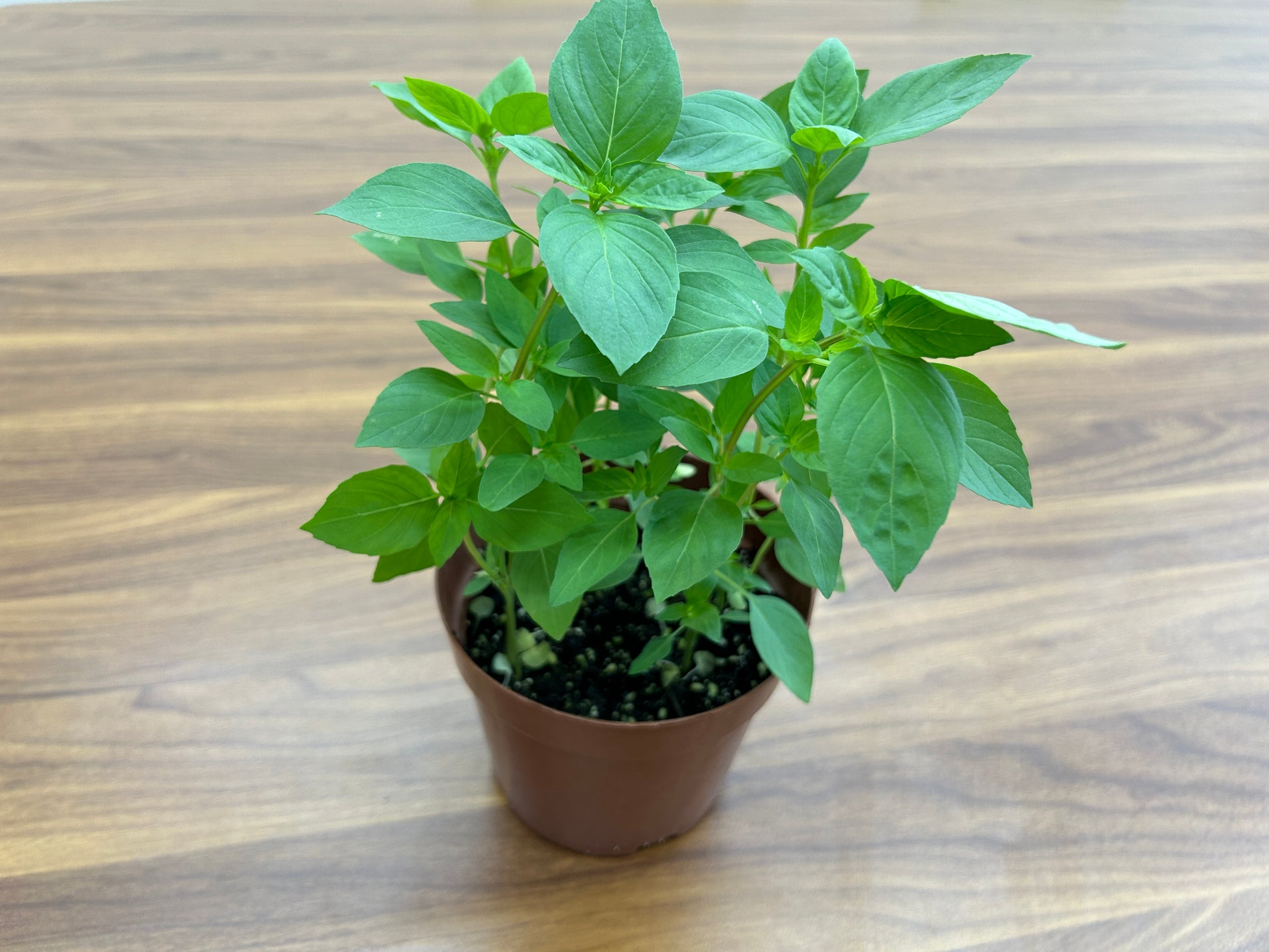 榨汁杯, 鑰匙包, 線束, 驅蚊棒, 有機花茶, fruit tea HK, 裝飾品, 迷你風扇, 電鍋, 壺, BuyNGO, 扶康會,新生精神康復會,新生會,鄰舍輔導會,香港耀能協會,NLPRA,SAHK,Fu Hong,FHS, NAAC,網店,購物平台,香港網購