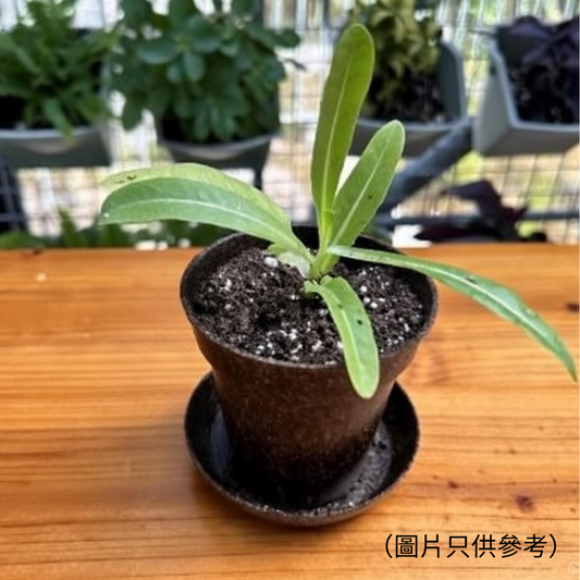 Seedling Raising Workshop