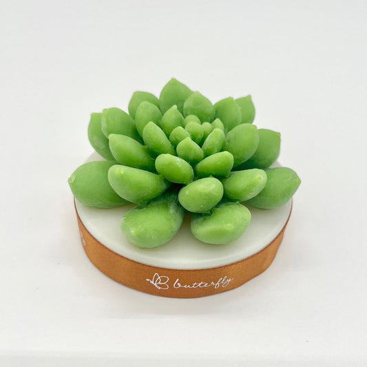 Succulent Plant Fragrance Brick (L) - 2