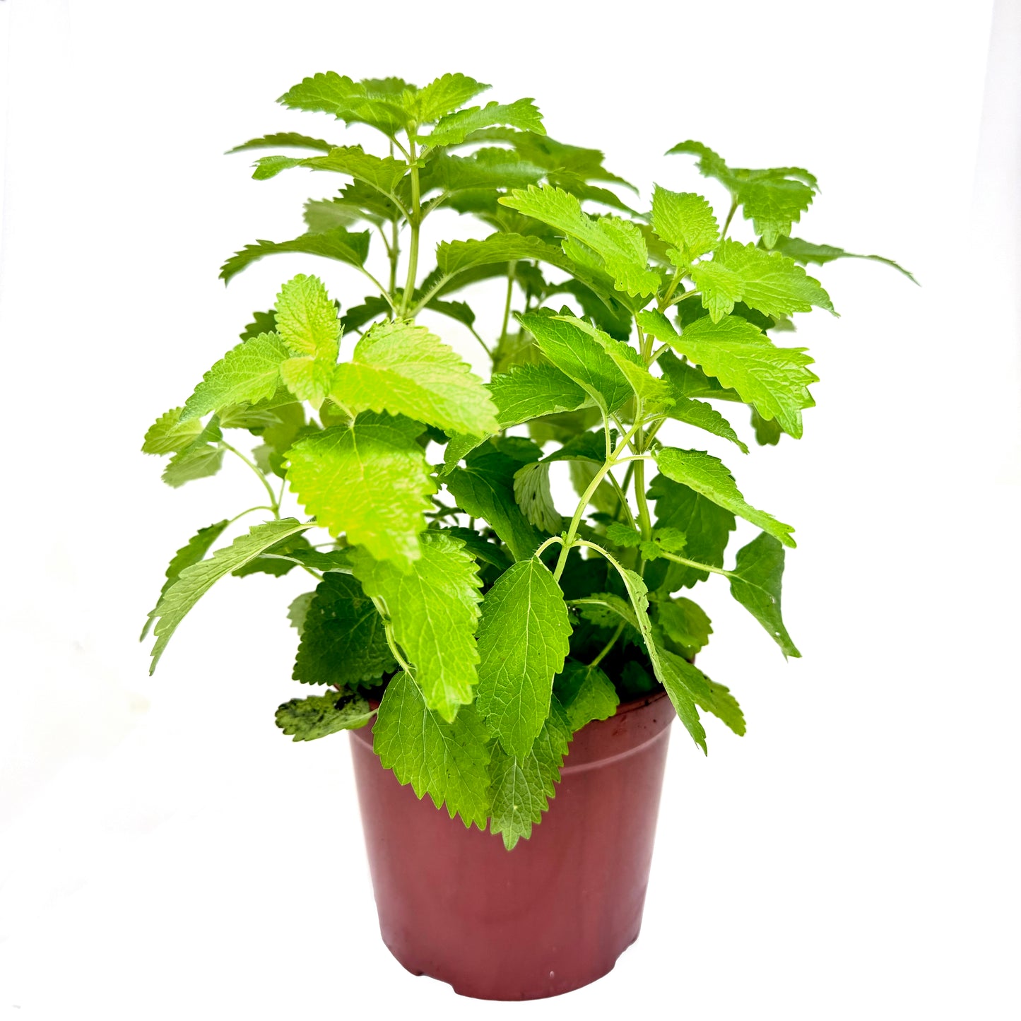 有機香草盆栽