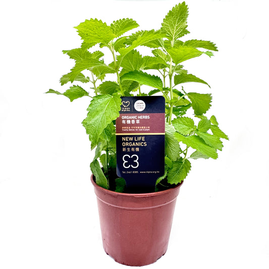 有機香草盆栽
